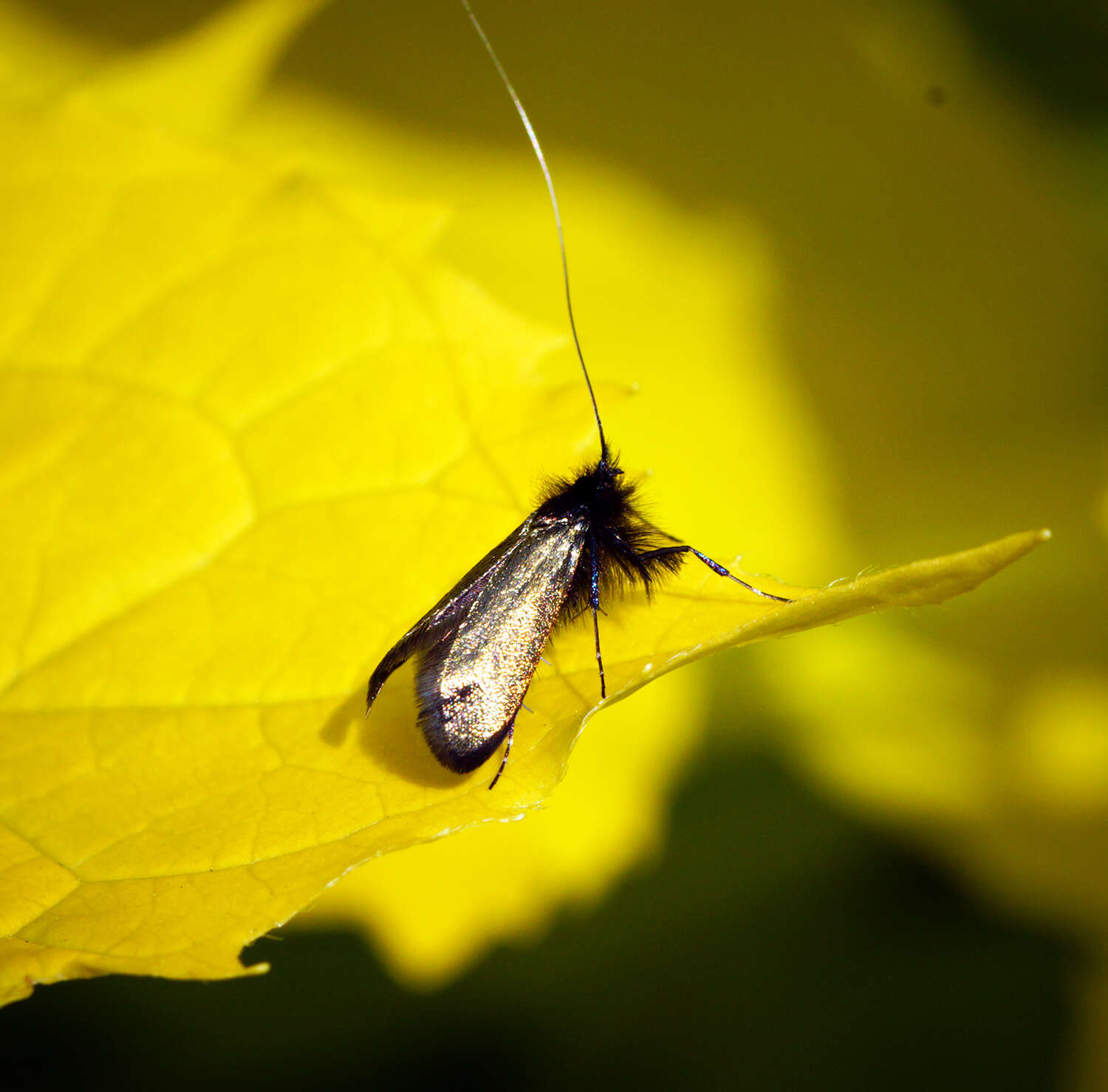 Image of Adela reaumurella