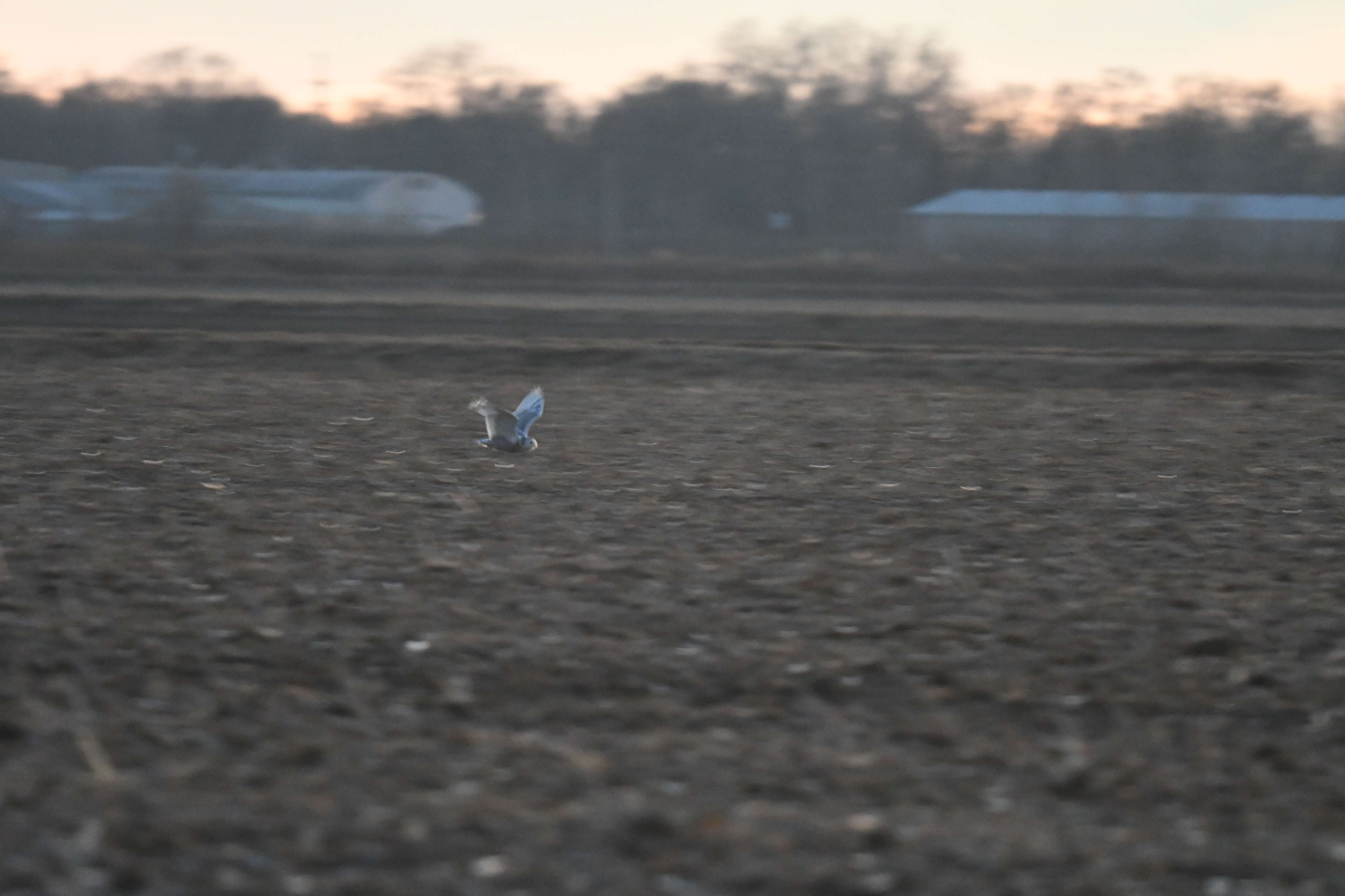 Image of Snowy Owl