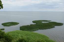 Image de scirpe des lacs, jonc des chaisiers commun