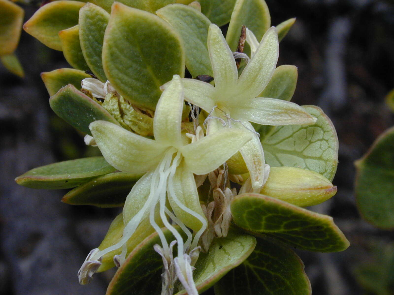 Image of alpine mirrorplant