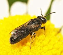 Image of Hylaeus nigritus (Fabricius 1798)