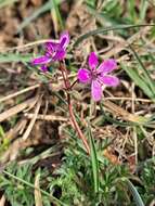 Image of Common Stork's-bill