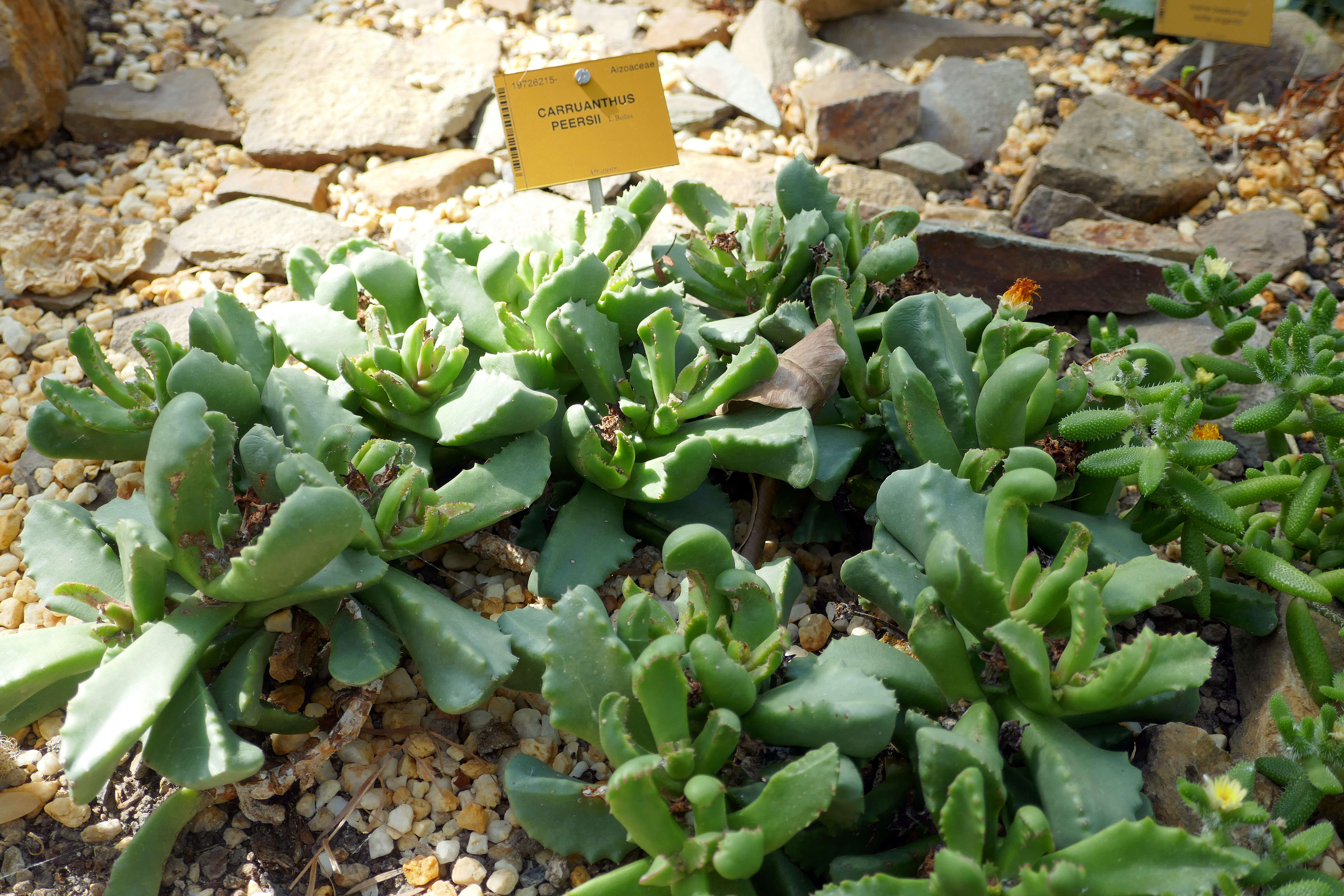 Image of Carruanthus peersii L. Bol.