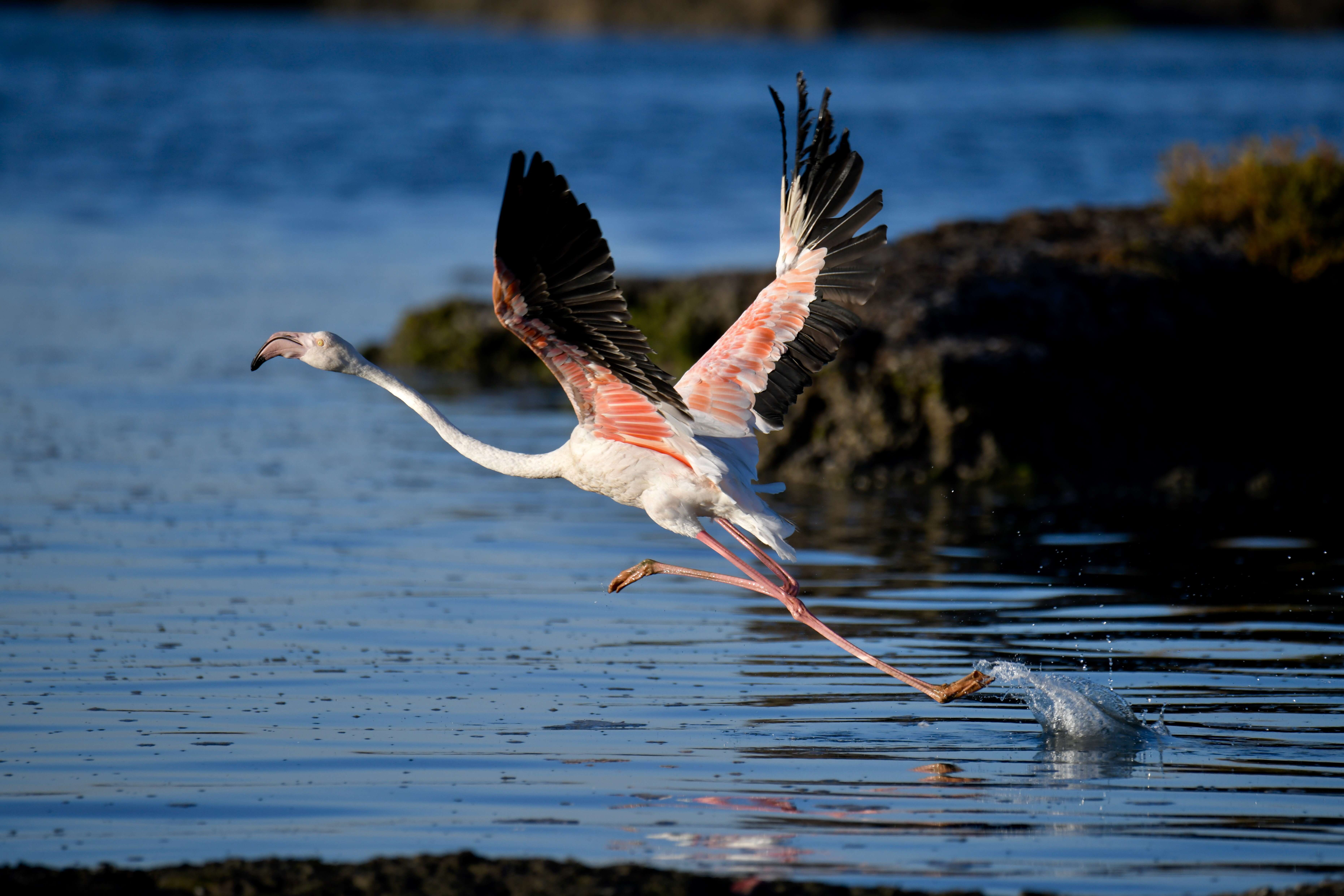 Imagem de Phoenicopterus roseus Pallas 1811