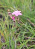 Image of Dianthus basuticus Burtt Davy