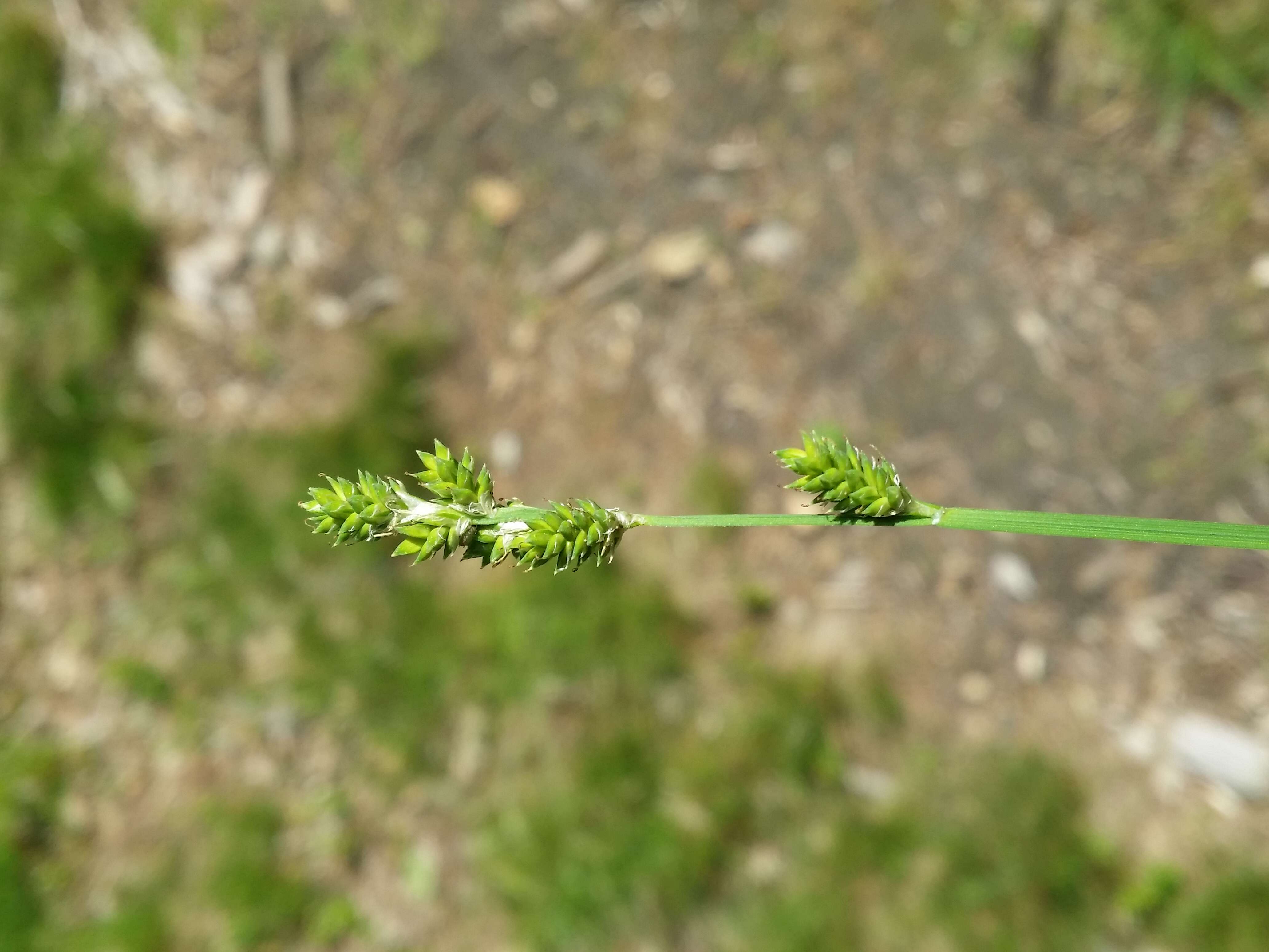 Image of Gray Bog Sedge