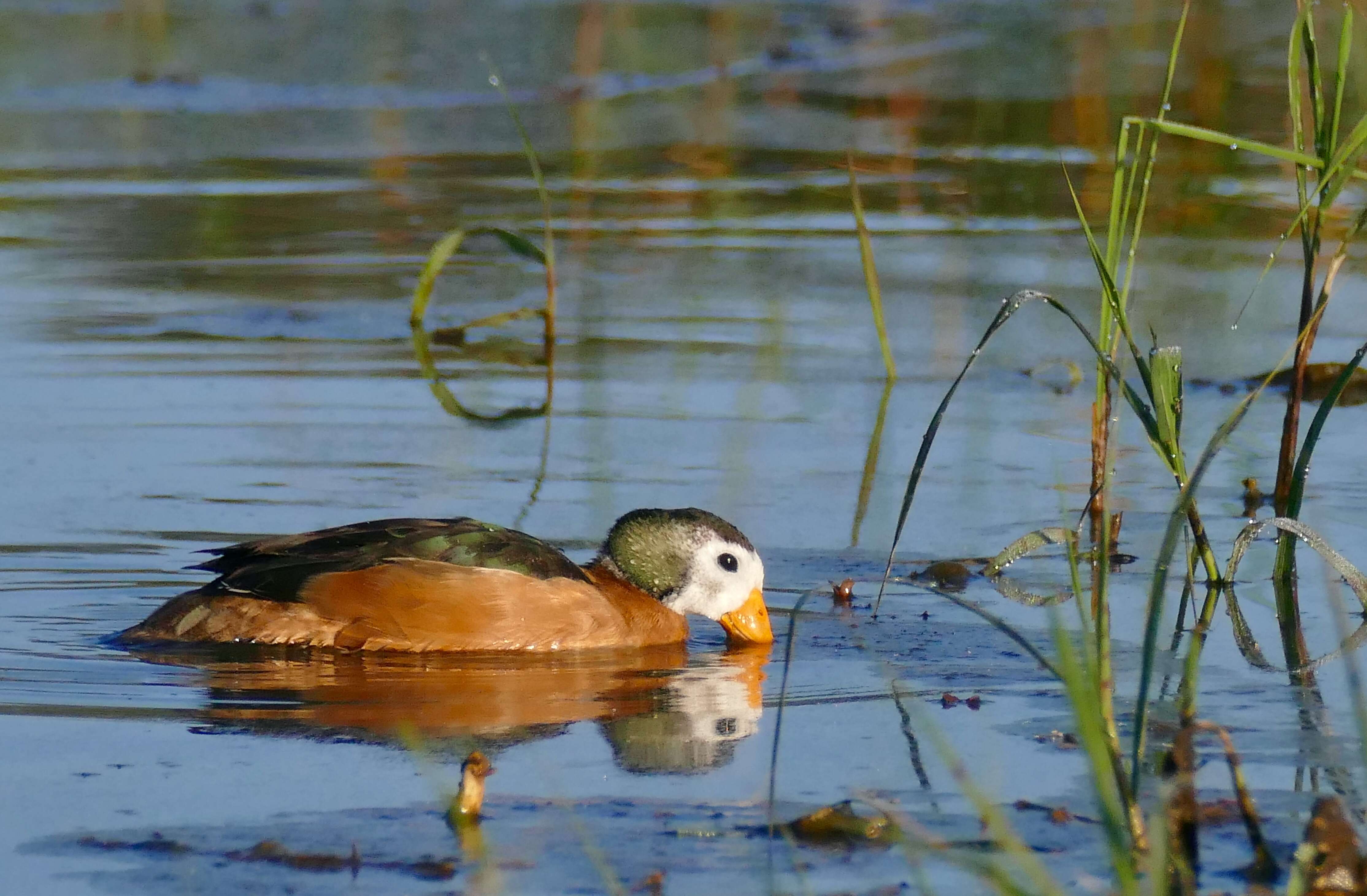 Image of African Pygmy Goose