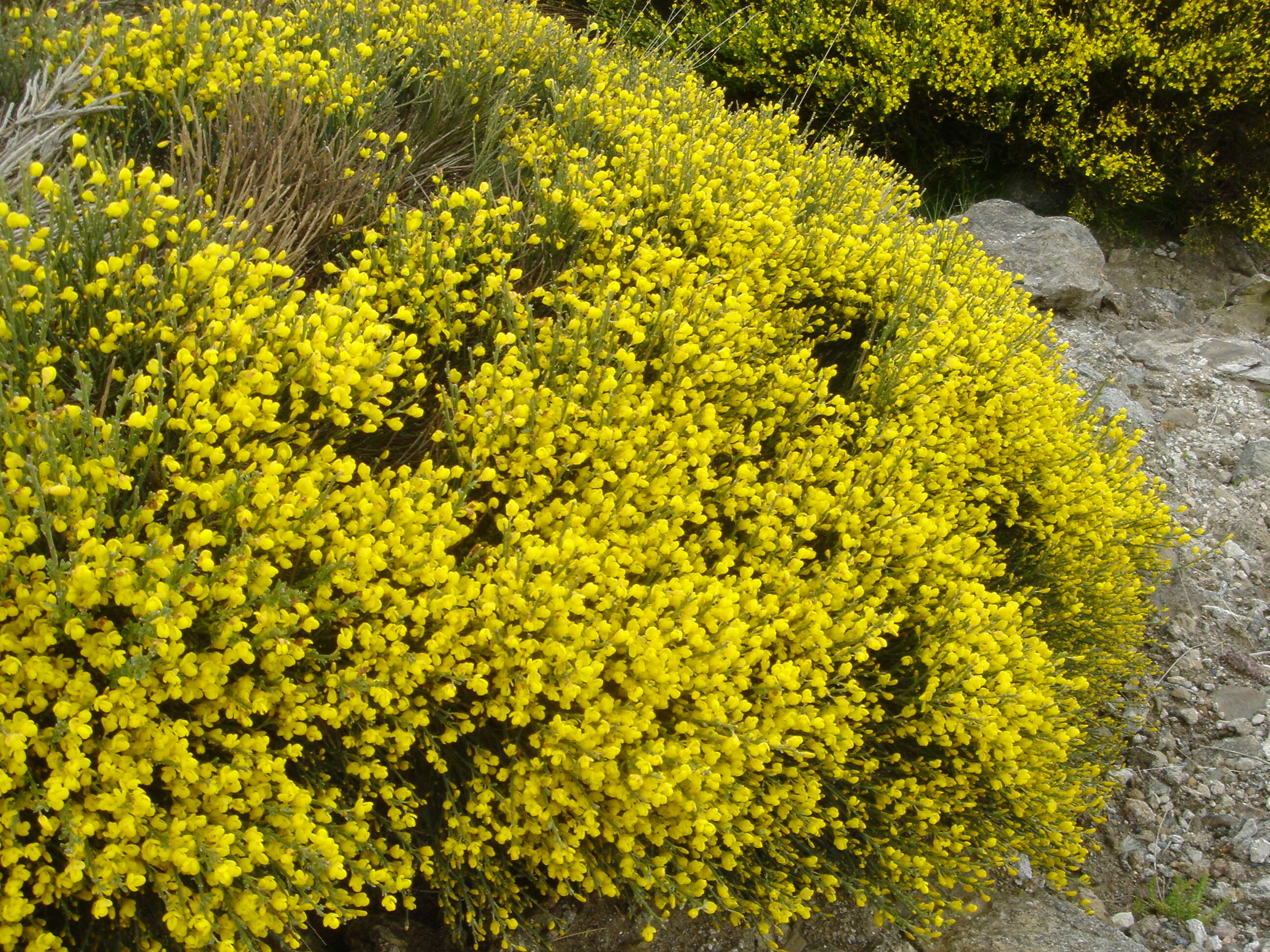 Image of Cytisus oromediterraneus