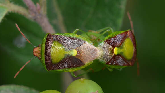 Image of Stink Bug