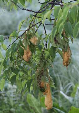 Image of Prunus grayana Maxim.