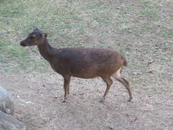 Image of Philippine Brown Deer