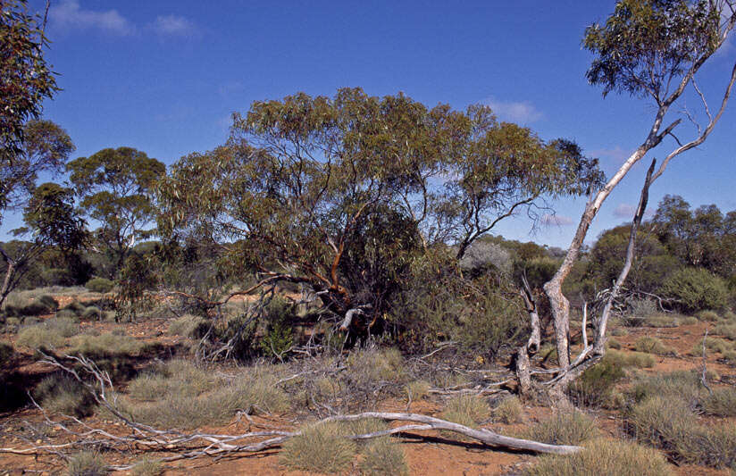 Image of Eucalyptus articulata M. I. H. Brooker & S. D. Hopper