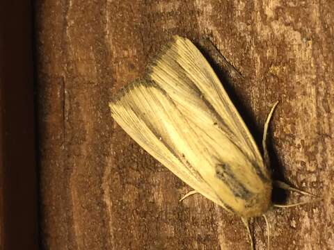 Imagem de Leucania stenographa