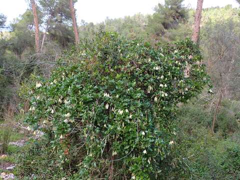 Image of Early Virgin's-bower