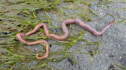 Image of glycerine worm