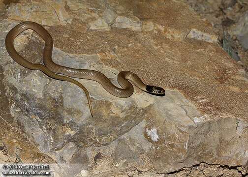 Image of Collared Dwarf Racer