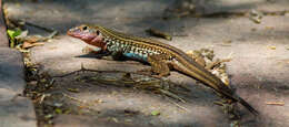 Image of Common Spotted Whiptail