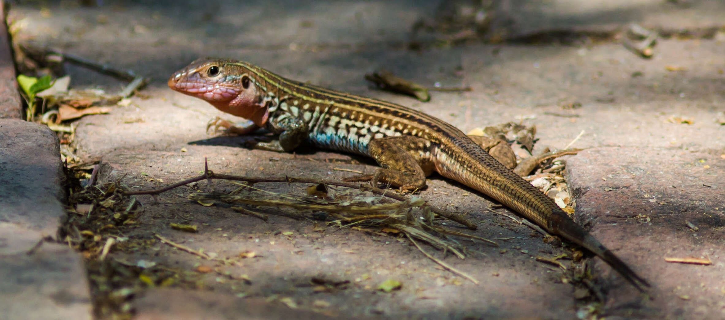 Image of Common Spotted Whiptail