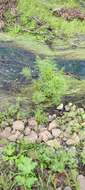 Image of European Waterhemlock