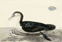 Image of Australian Pied Cormorant