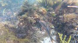 Image of Black-striped goatfish