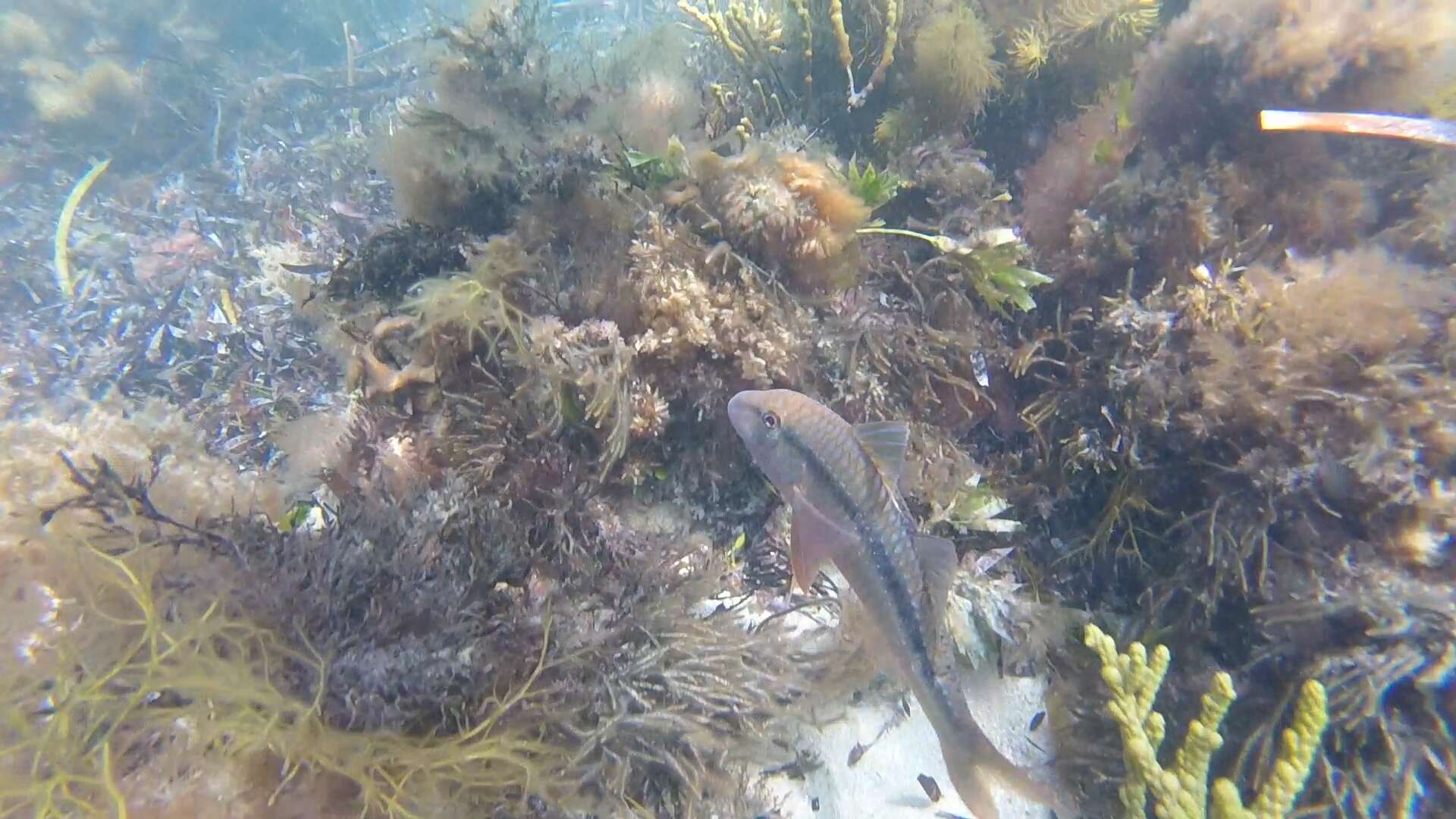 Image of Black-striped goatfish