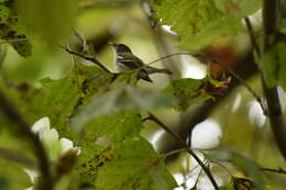 Image of Chestnut-sided Warbler