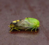 Image of treehoppers