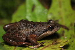 Image of Cape Flats Frog