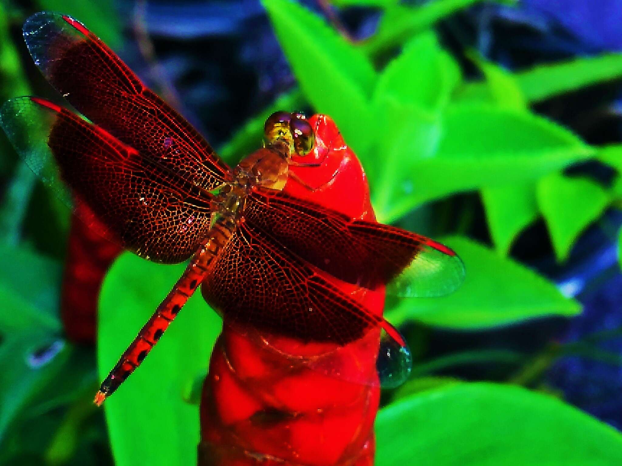 Image of Neurothemis terminata Ris 1911