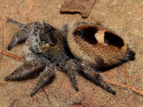 Image of Phidippus pacosauritus