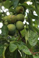 Image of greengage