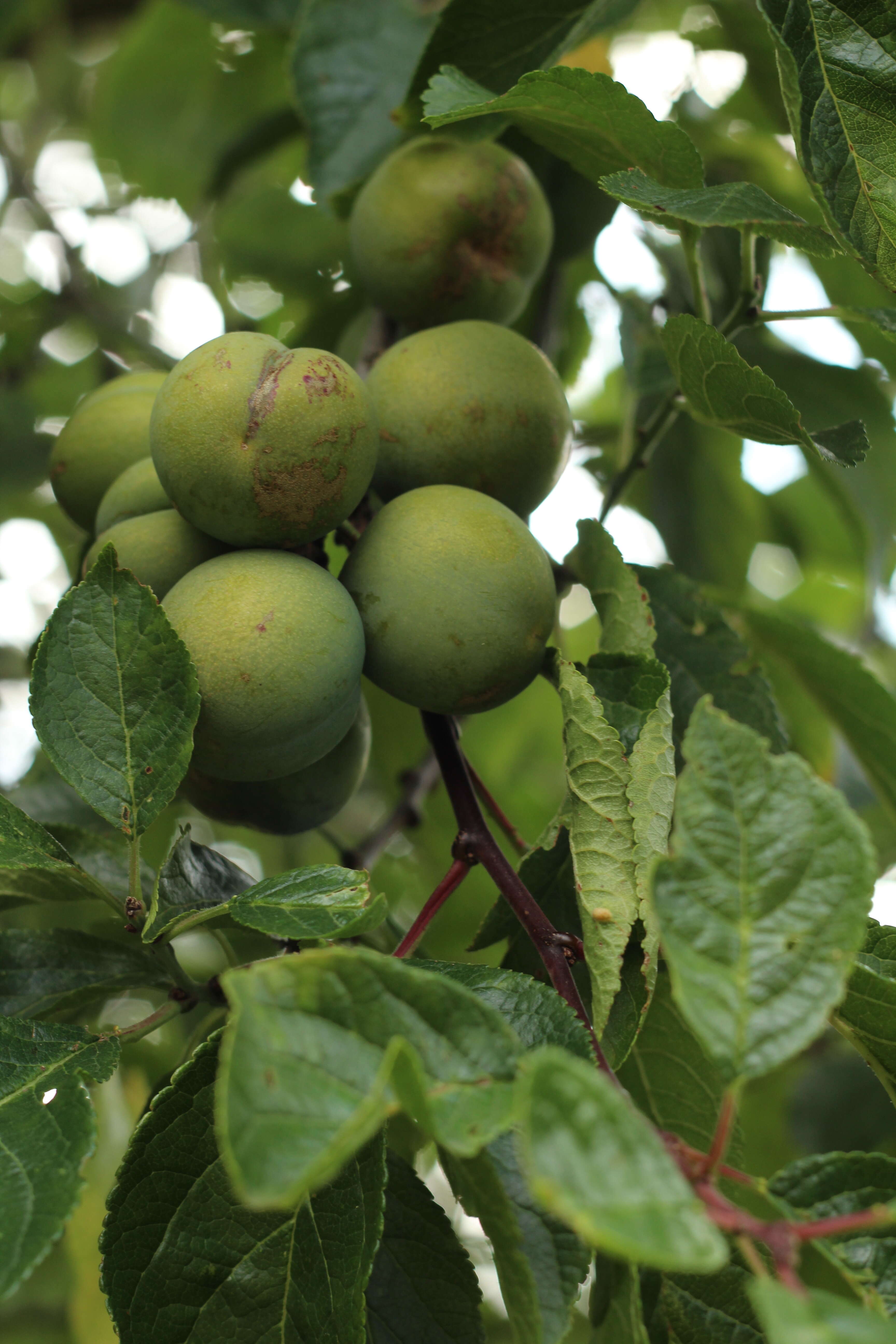 Plancia ëd Prunus domestica subsp. insititia (L.) Bonnier & Layens