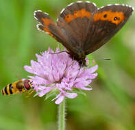 Image of Erebia euryale Esper 1777