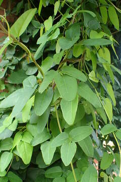 Image of Akebia trifoliata (Thunb.) Koidz.