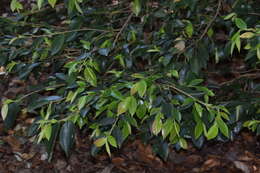 Image of Camellia fraterna Hance