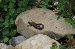 Image of Derjugin's lizard