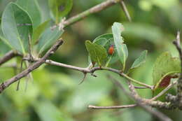 Leptocoris resmi