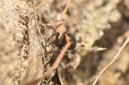 Image of Steatoda paykulliana (Walckenaer 1806)