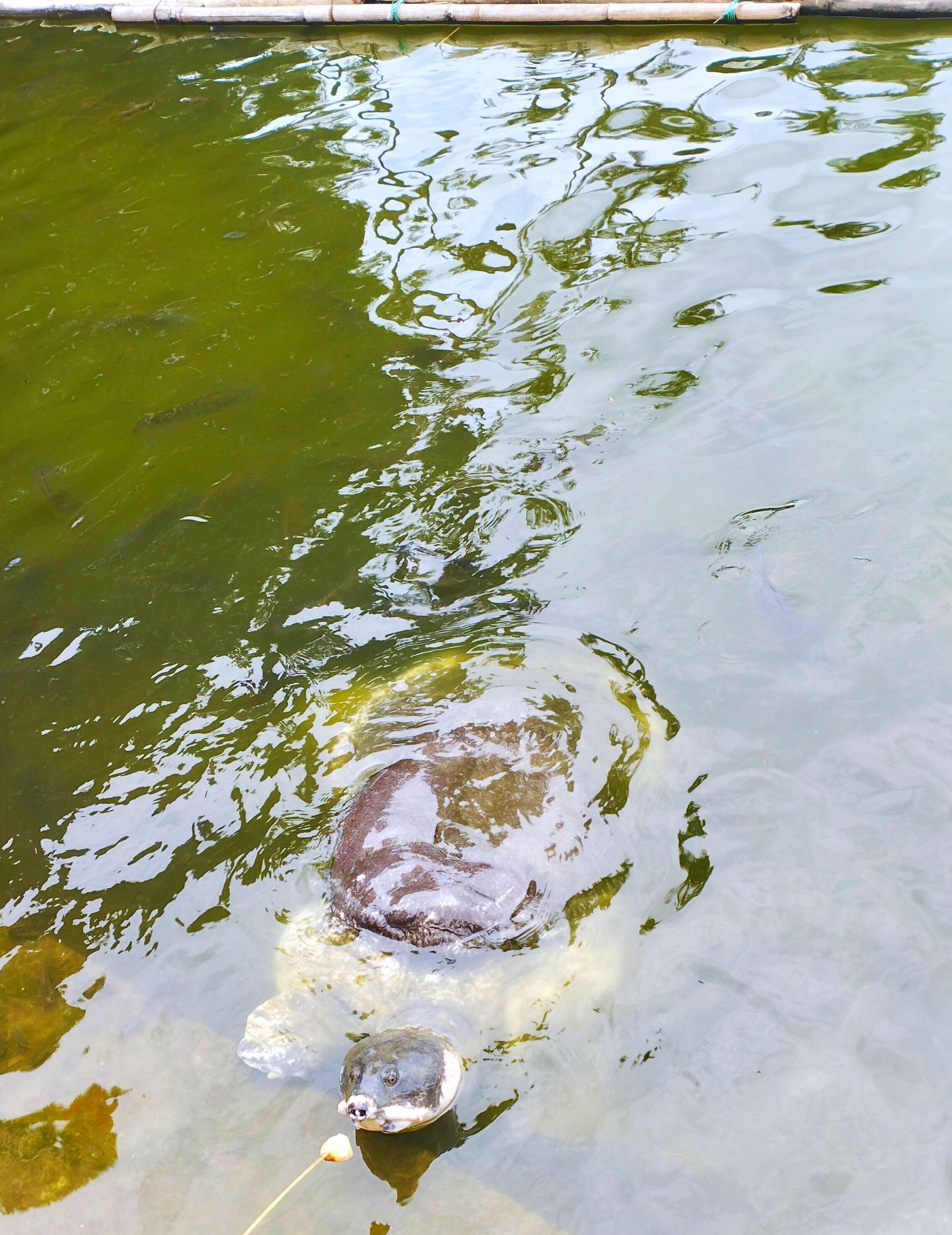 Image of Black soft-shell turtle