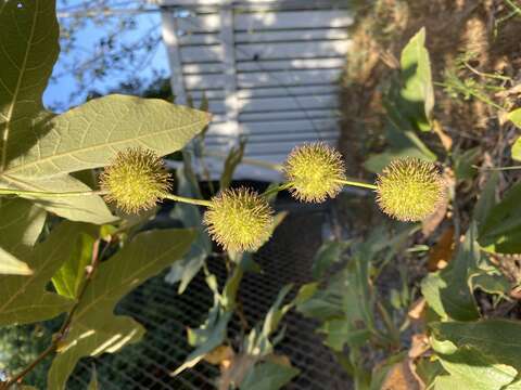 Imagem de Platanus racemosa Nutt. ex Audubon