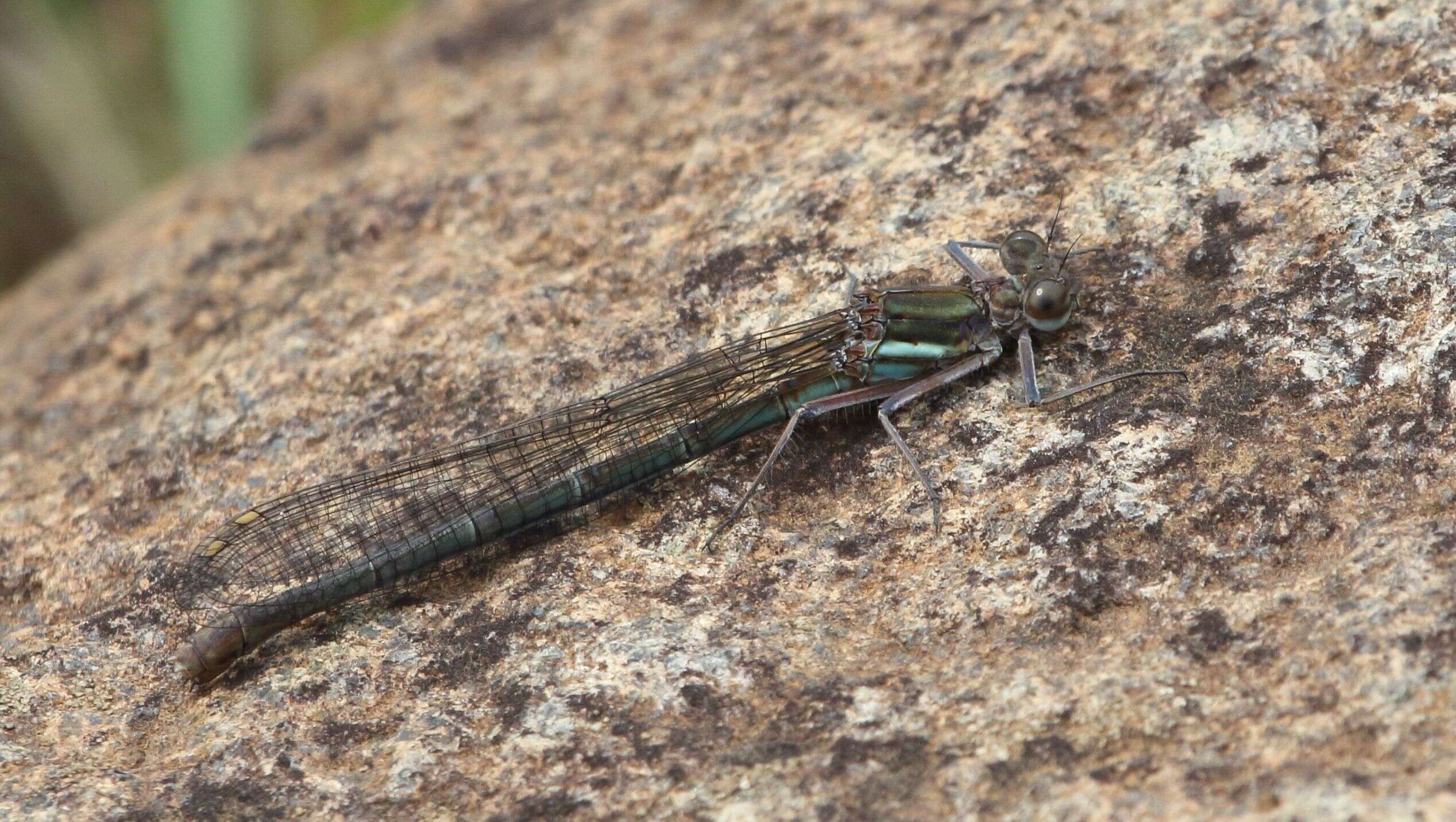 Image of Kubusi stream damsel