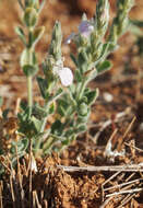 Image of Justicia adscendens subsp. adscendens