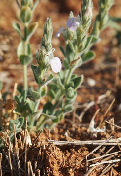 Image of Justicia adscendens R. Br.