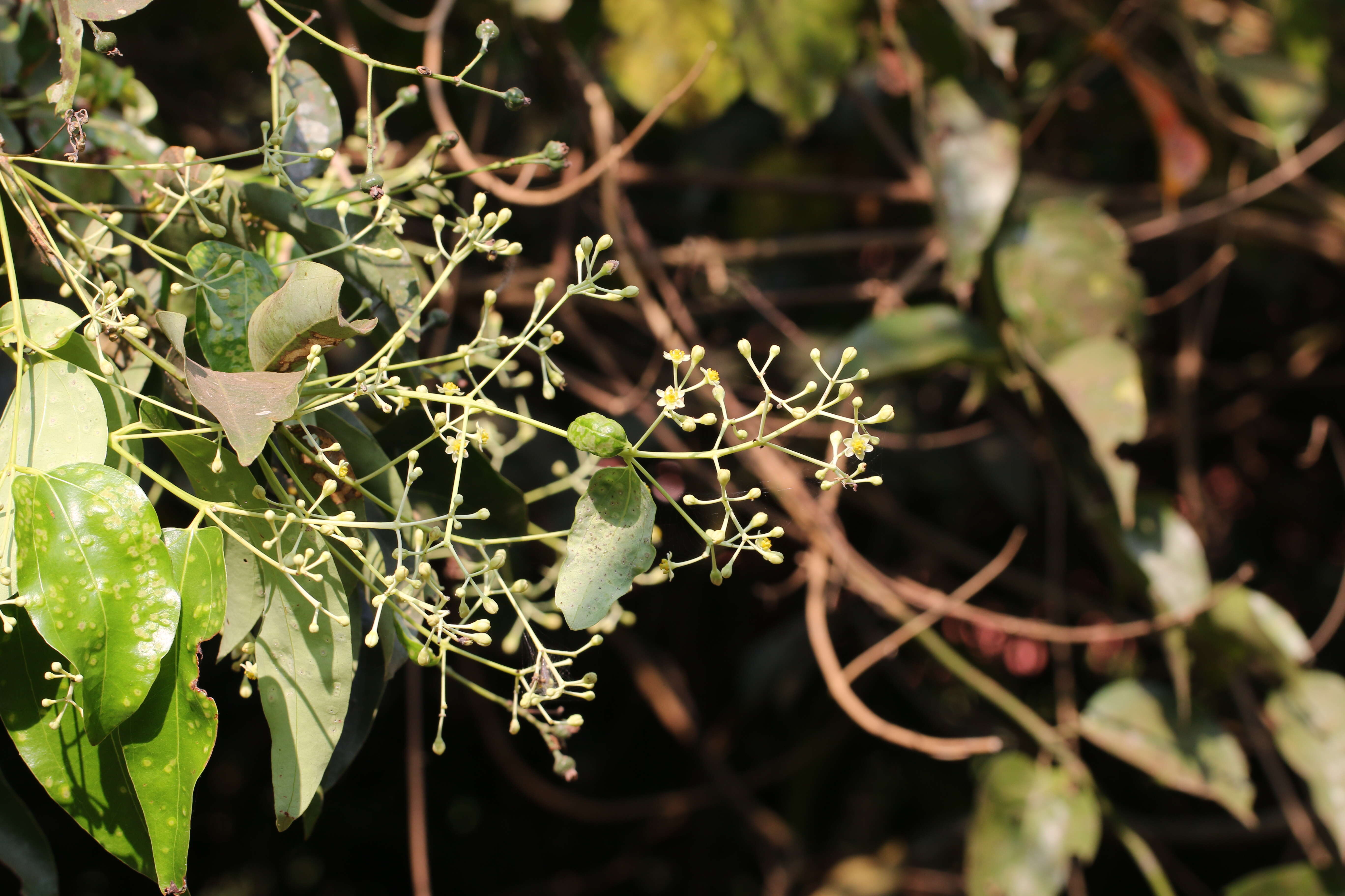 Imagem de Cinnamomum malabatrum (Burm. fil.) Presl