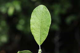 Image of eared willow