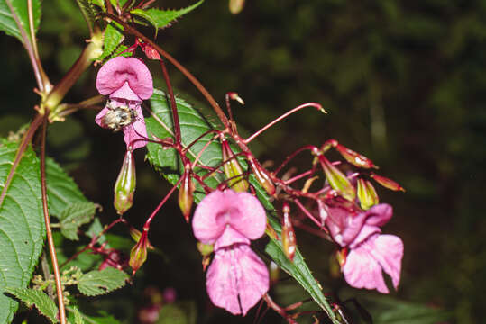 Image of Shrill carder bee