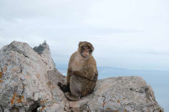 Image of Papionini