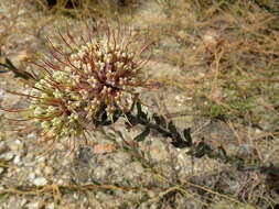 Image of arid pincushion