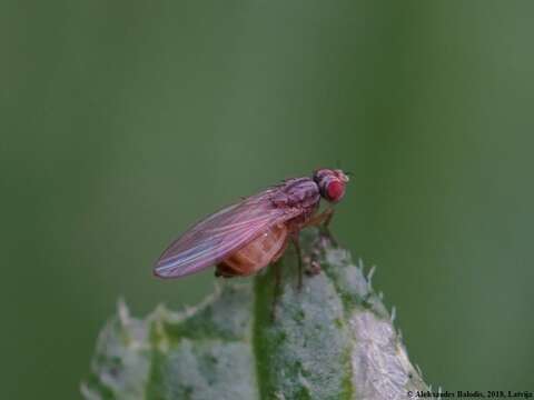 Image of Pomace fly